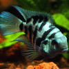 Polar Blue Parrot Fish