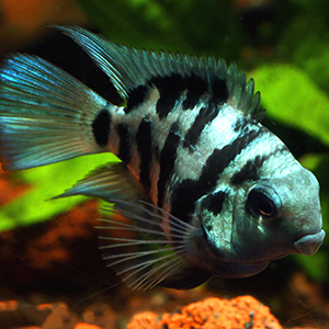 Polar Blue Parrot Fish