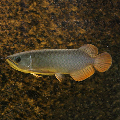 Banjar Red Arowana Fish - 6-7 inch (Malaysia Farm Certified)