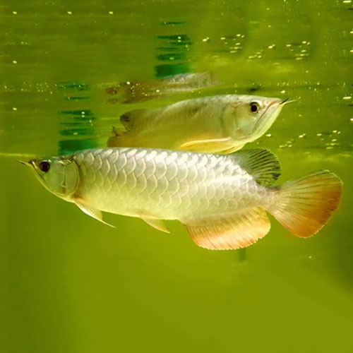 Hiback Golden Arowana Fish - 6-8 inch (Malaysia Farm Certified)