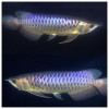 Blue Base Golden Arowana Fish - 9-12 inch (with Certificate)