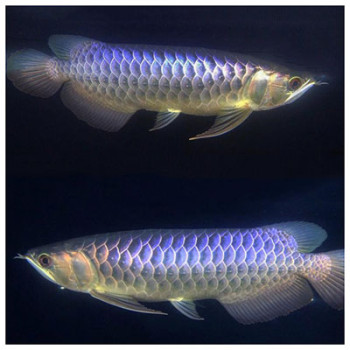 Blue Base Golden Arowana Fish - 9-12 inch (with Certificate)