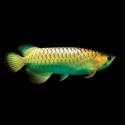 Malaysian Golden Crossback Arowana Fish - 7-9 inch