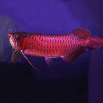 Supreme Red Arowana Fish - 10-12 inch (Malaysia Farm Certified)
