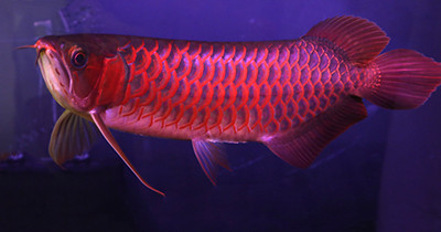 supreme-red-arowana-400x210w.jpg