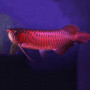 Supreme Red Arowana Fish -7-9 inch (Malaysia Farm Certified)