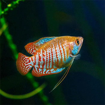 Neon Dwarf Gourami Fish (Pair)