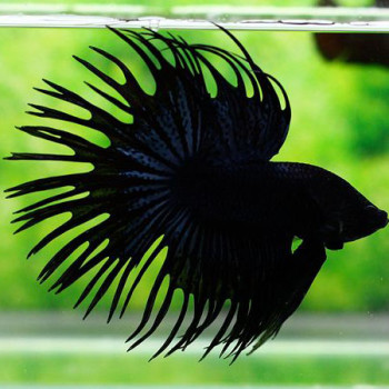 Black Crowntail Betta Fish