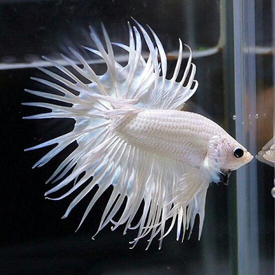 Milky White Crowntail Betta Fish