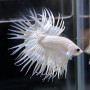 Milky White Crowntail Betta Fish