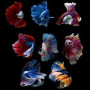 Assorted Full Moon Betta Fish