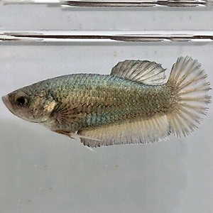 Female Betta - Copper