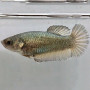 Female Betta - Copper