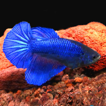 Female Betta - Royal Blue