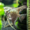 Chocolate Smokey Angel Fish Breeding Pair