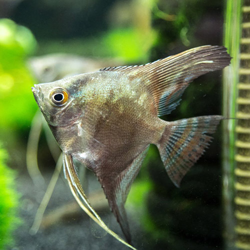 Chocolate Smokey Angel Fish