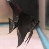 Black Angel Fish