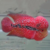 Kamfa Monster Kok Flowerhorn Fish (3-4 inch)