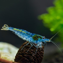 Aura Blue Fresh Water Shrimp
