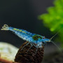 Aura Blue Fresh Water Shrimp
