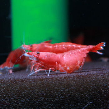Cherry Red Freshwater Shrimp Fish