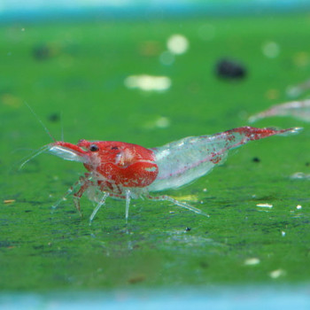 Red Rilli Fresh Water Shrimp