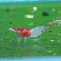 Red Rilli Fresh Water Shrimp