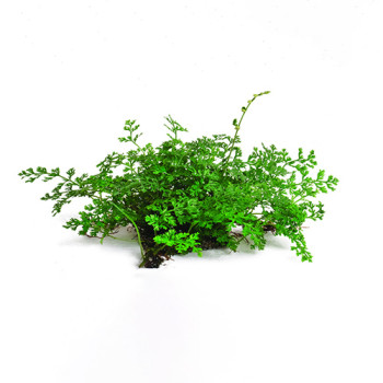  Heteroclita Bolbitis Difformis mini on Mesh Live Aquarium Plant