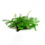  Heteroclita Bolbitis Difformis mini on Mesh Live Aquarium Plant
