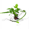 Heteroclita Bolbitis on Rock Live Aquarium Plant