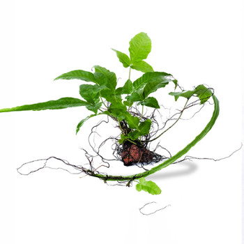 Heteroclita Bolbitis on Rock Live Aquarium Plant