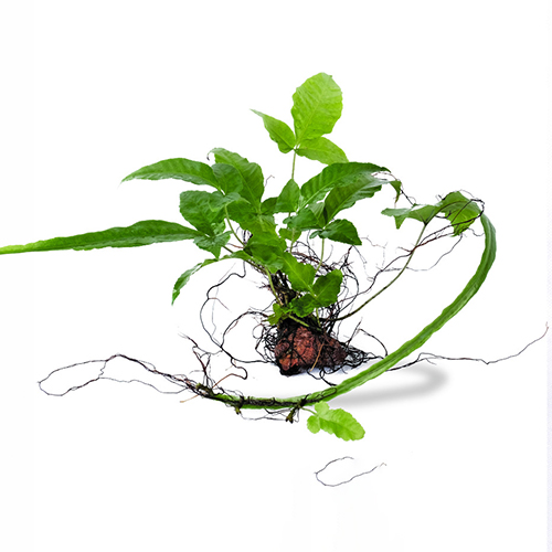Heteroclita Bolbitis on Rock Live Aquarium Plant