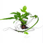 Heteroclita Bolbitis on Rock Live Aquarium Plant