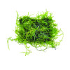 Java Moss on Mesh Live Aquarium Plant