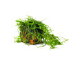 Java Moss on Rock Live Aquarium Plant