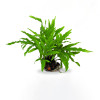 Java fern Trident on Rock Live Aquarium Plant