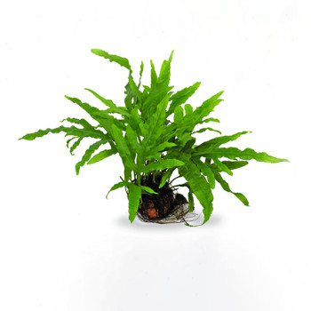 Java fern Trident on Rock Live Aquarium Plant