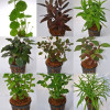 Mixed Emersed Pot Plants (Assorted 10) Live Aquarium Plant