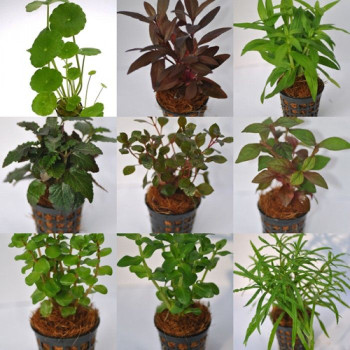 Mixed Emersed Pot Plants (Assorted 10) Live Aquarium Plant
