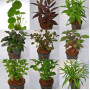 Mixed Emersed Pot Plants (Assorted 10) Live Aquarium Plant