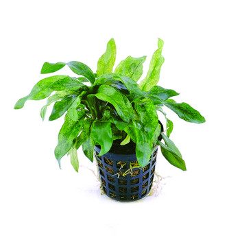 Anubias Barteri Varigated Glabra on Pot Live Aquarium Plant