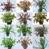 Mixed Submerged Pot Plants (Assorted 10) Live Aquarium Plant