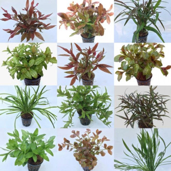 Mixed Submerged Pot Plants (Assorted 10) Live Aquarium Plant