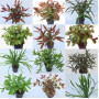 Mixed Submerged Stem Plants (Assorted 10) Live Aquarium Plant