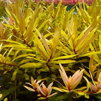 Ammania Pedicellata Golden Live Aquarium Plant