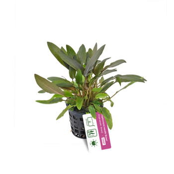 Cryptocoryne wendtii Brown - Cup Live Aquarium Plant