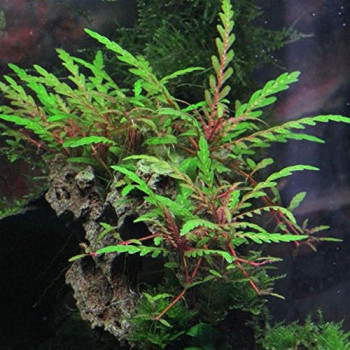 Hygrophila Pinnatifida Live Aquarium Plant