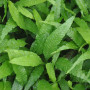 Java fern wrinkled leaf on Pot Live Aquarium Plant