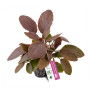 Lagnendra meeboldii Red Round Live Aquarium Plant