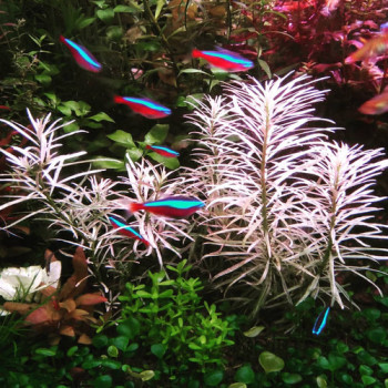 Ludwigia sp. White Live Aquarium Plant
